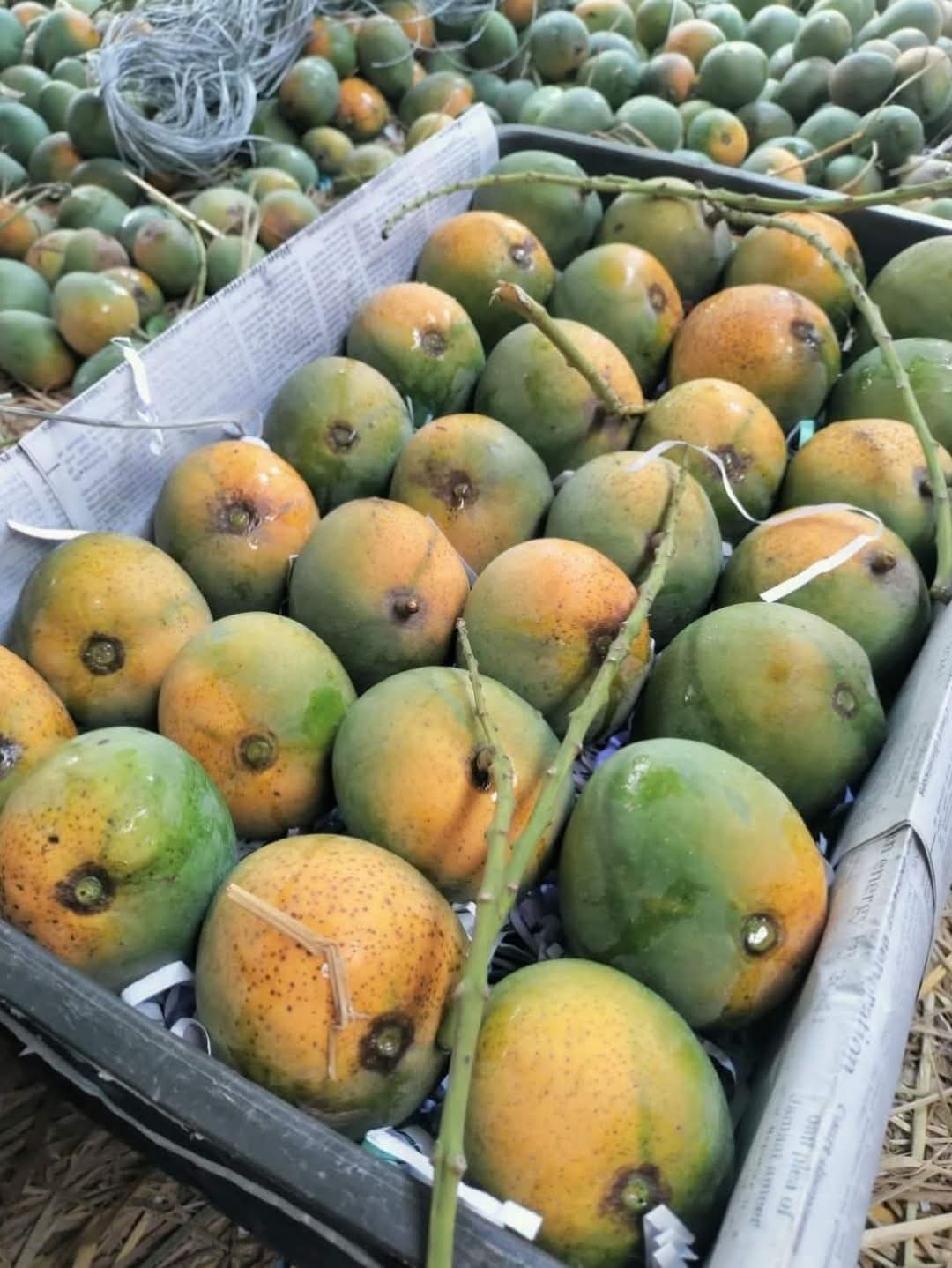 ২০ কেজি ফ্রেস হিম সাগর বাছাইকৃত আম ২০ কেজি/20 kg